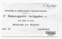 Melanogaster variegatus image
